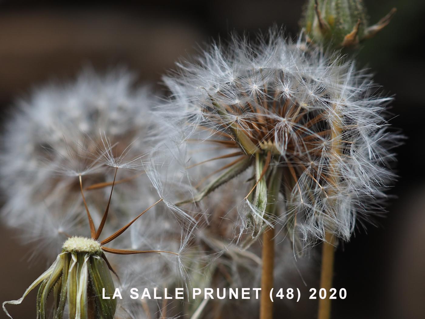 Salsify fruit